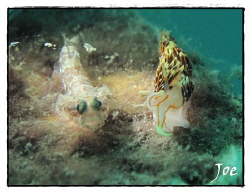 Shot with Canon G10 and handheld torch. by Joe Klakus 